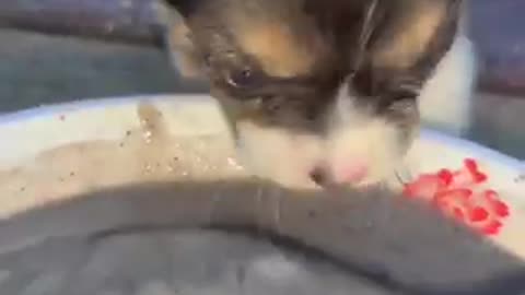 Amazing dogs 🐶 trending video