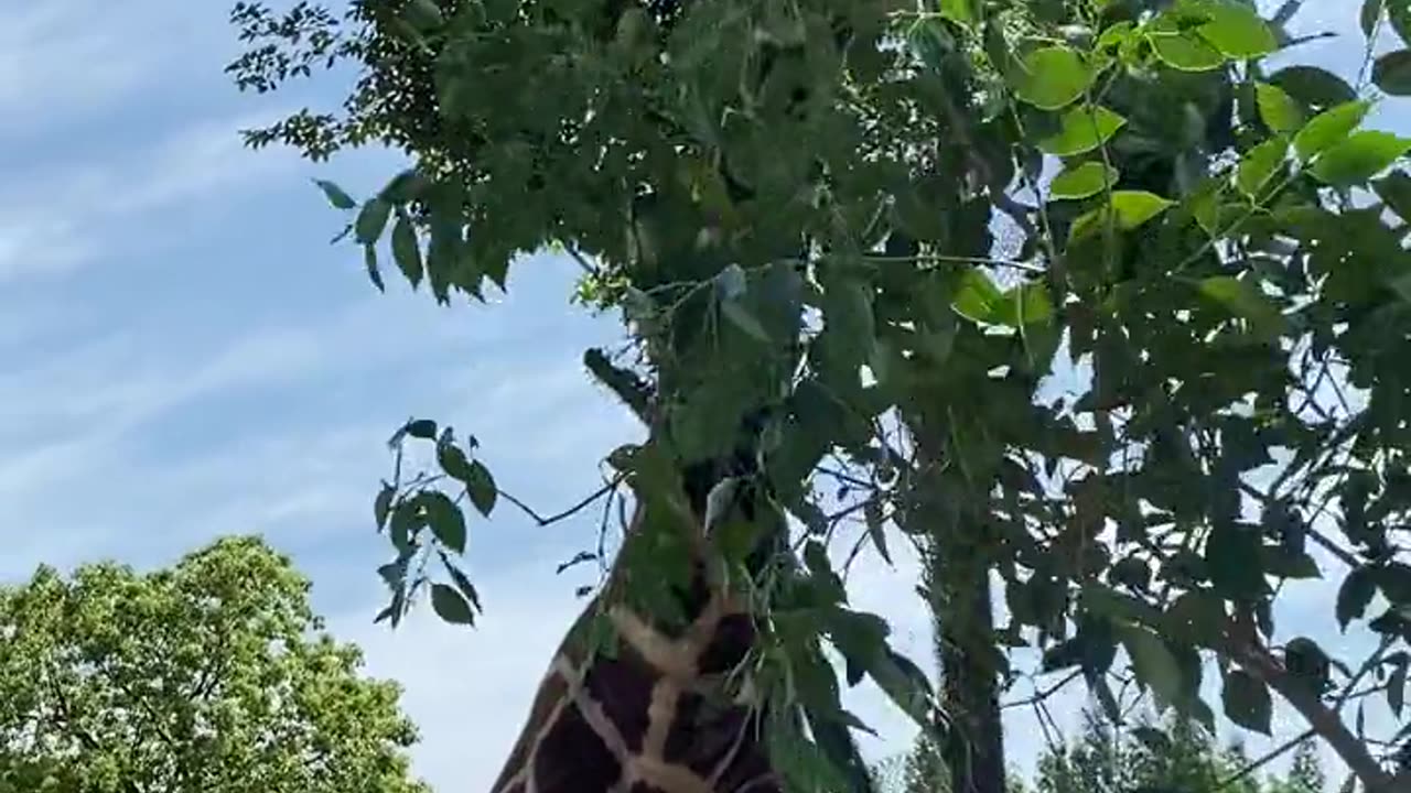The giraffe is eating the food that its master feeds it