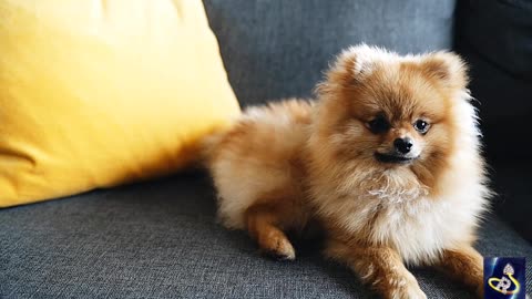 Adorable Puppy Playtime, A Rumble of Cuteness and Laughter
