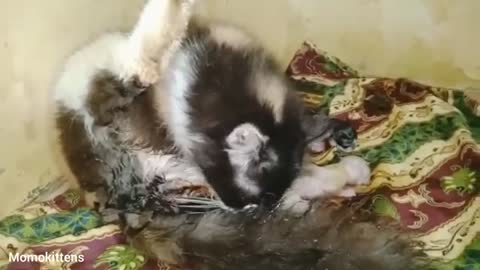 Finding a new mother cat gives birth to three kittens #momokittens #cat #kittens #animals(1)