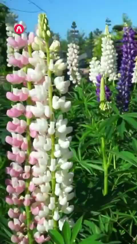 Japanese garden 😍😍