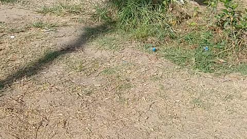 A mother looking for food for her two children
