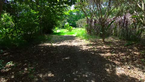 Walk in the woods.