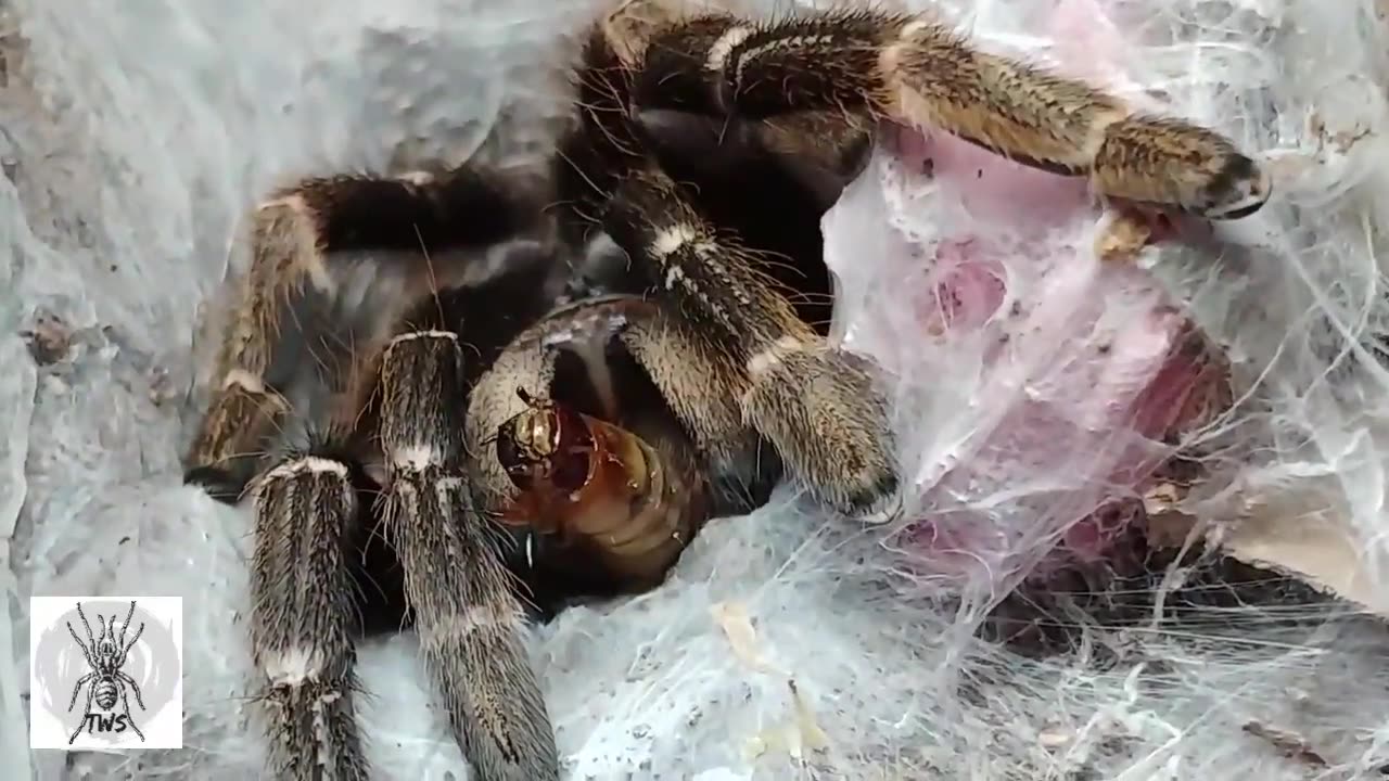 FEED ME!! TARANTULA TAKE DOWN #SHORTS #VIRAL #SPIDER #ANIMALS
