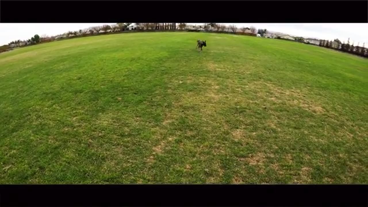 Belgian Malinois Dog Training with French Commands Demonstration