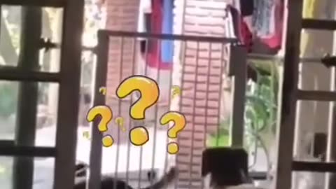 The Dog Crossed The Gate in One Jump #shorts #shortvideo #video #virals #videoviral