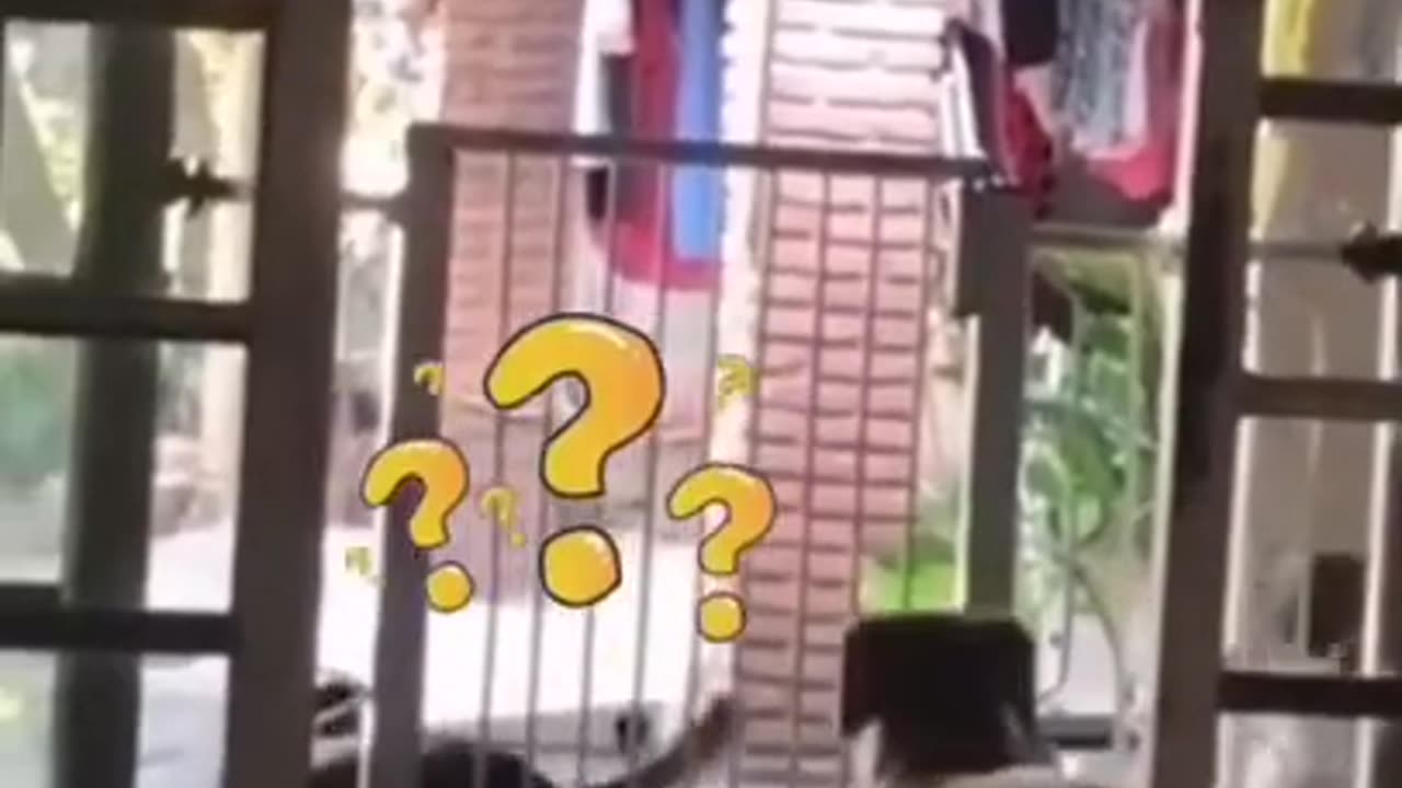 The Dog Crossed The Gate in One Jump #shorts #shortvideo #video #virals #videoviral