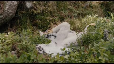 eagle chicks fall into the abyss