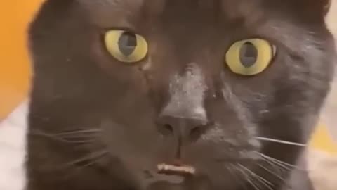 Funny cats episode 135 shorts (720p)