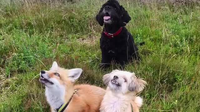 Rescued Fox Makes Friends With Everyone She Meets | The Dodo