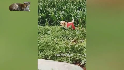 World's Cutest Animals_Having Fun With Cats And Dogs.
