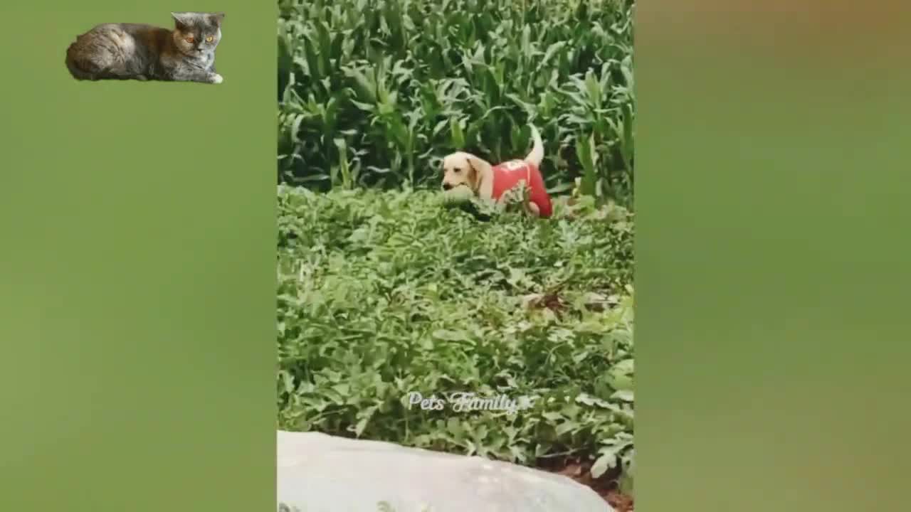 World's Cutest Animals_Having Fun With Cats And Dogs.