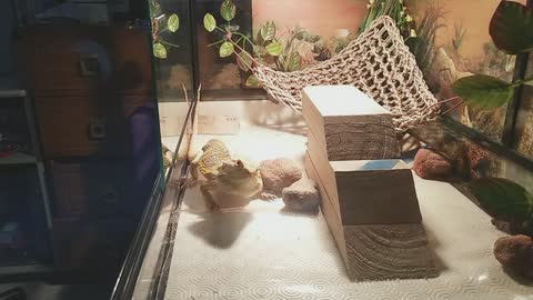 Feed Bearded Dragon Superworms | Cute Animal/Pet/lizard