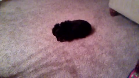 Dog sitting