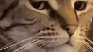 Hey Kitty