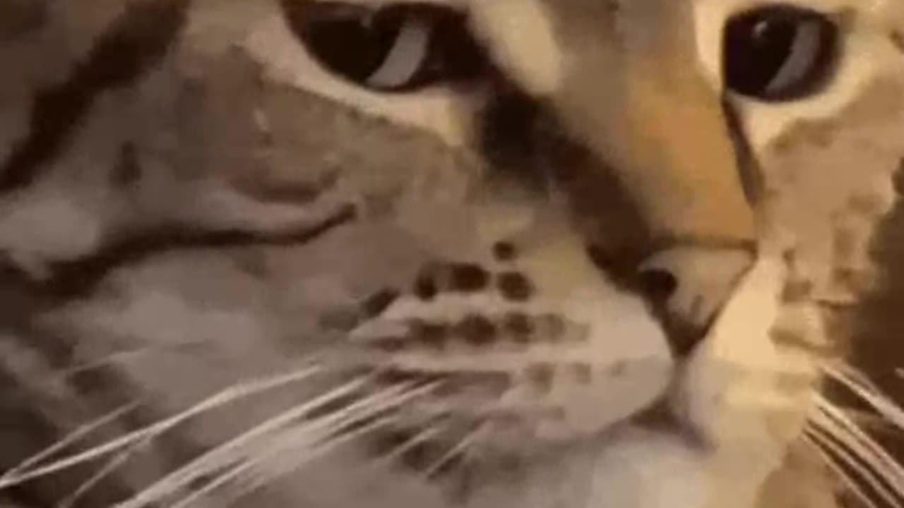 Hey Kitty