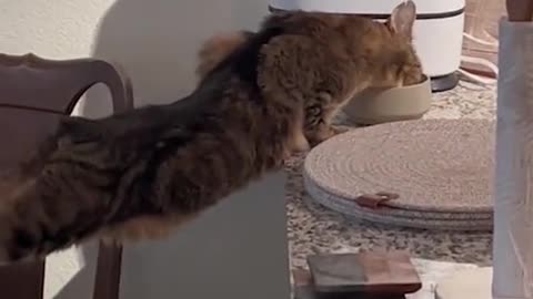 Funny animals