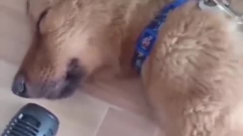 "Paws and Chuckles: A Hilarious Compilation of Feline Shenanigans!"
