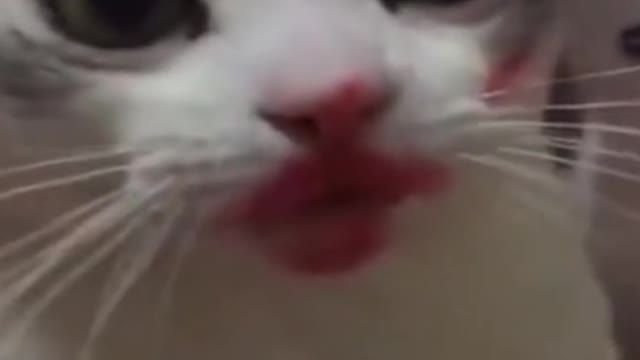 Cachorros e gatos engraçados !