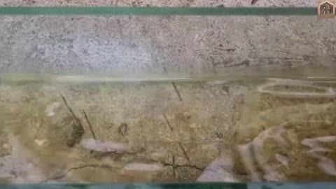 Bearing Forged into a Beautiful Commando Dagger