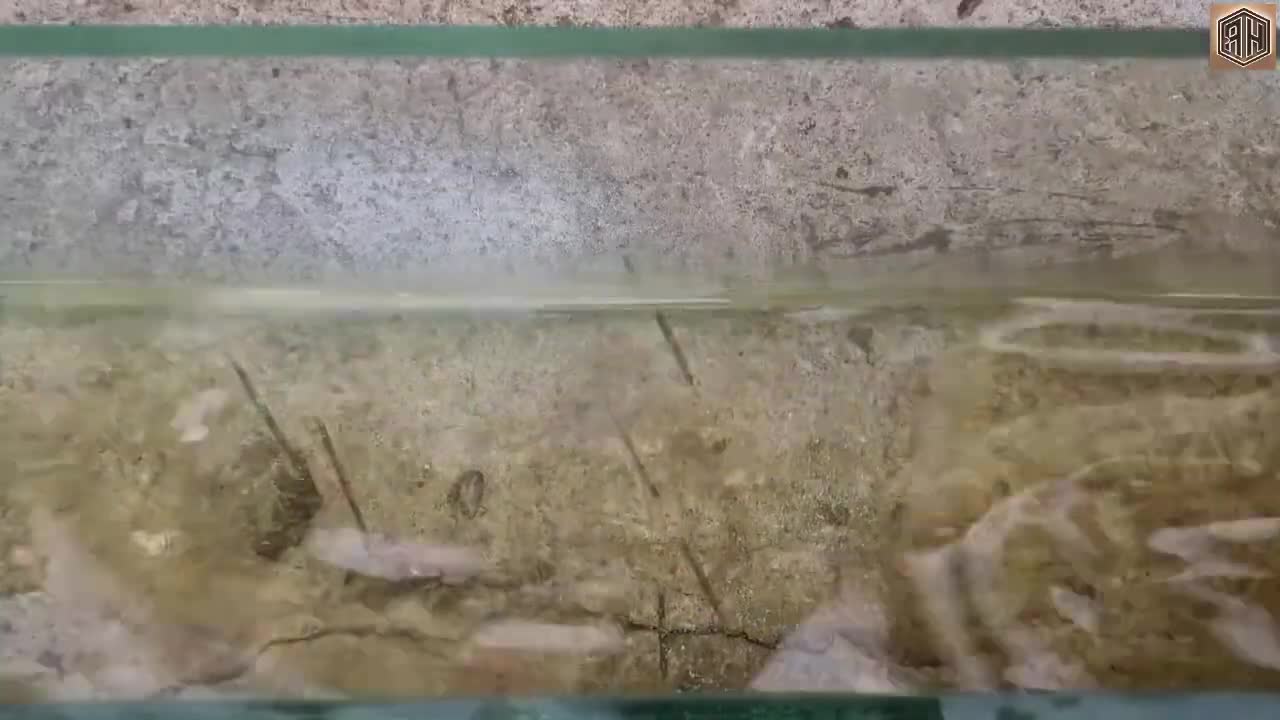 Bearing Forged into a Beautiful Commando Dagger