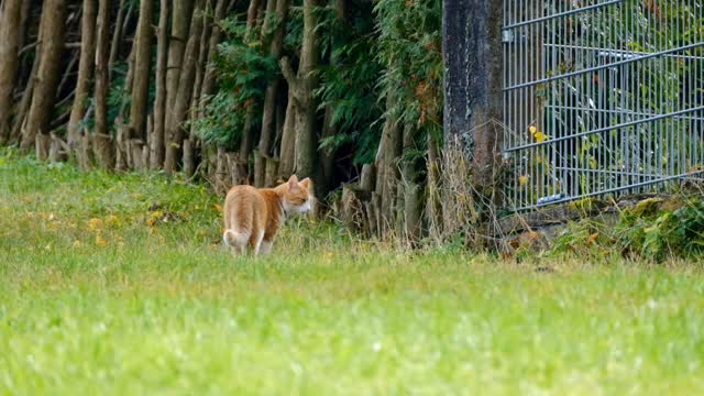 Cute cat forest