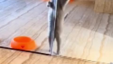 Videos of cute cats and funny dogs Build 2022