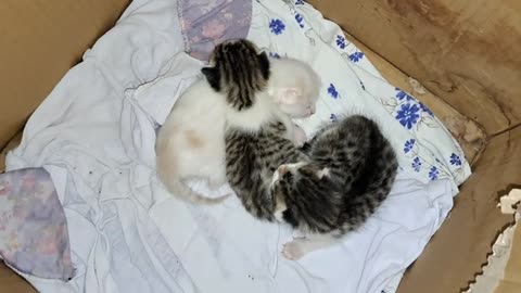 I took the newborn kitten in my hands (Cute newborn kittens)