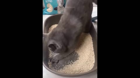 animal cute and funny