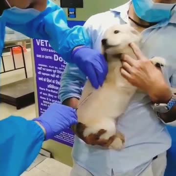 Dog vaccination. against diseases. veterinary clinic. America dogs