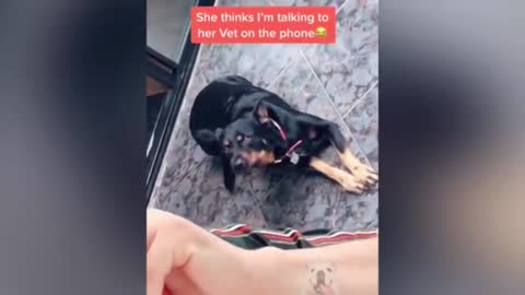 Best Of 2020 - Top Funny Pet Videos - TRY NOT TO LAUGH