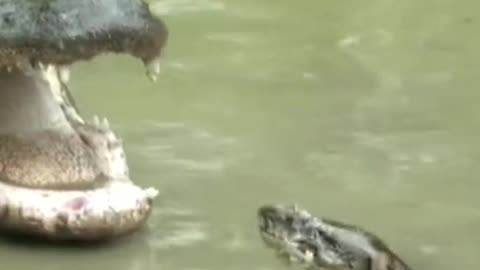Crocodile vs. python