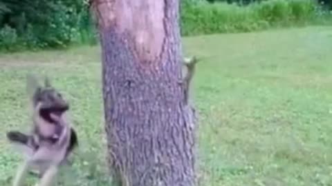 Even Animals need a playmate