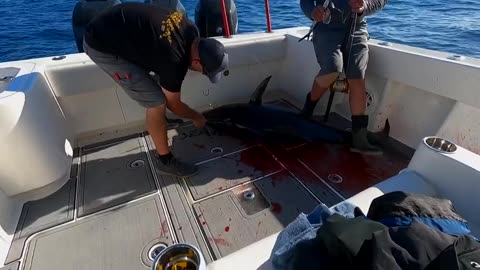 Went fishing to catch bluefin !