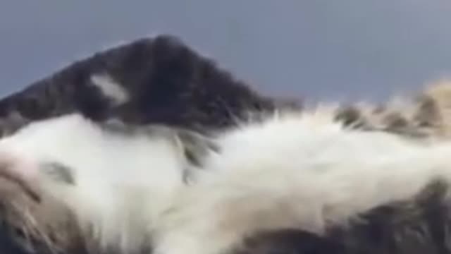 Lazy and funny cat😂