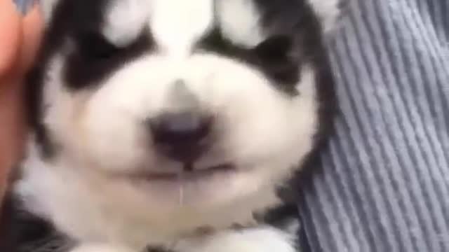 Cute Dogs - Compliation