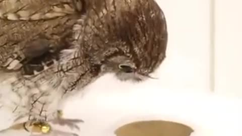 Wise Owl, Rescue - It's Not Just an Action, It's a Promise #shorts #viral #shortsvideo #video