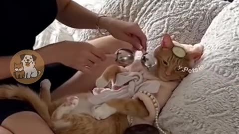Funny cats