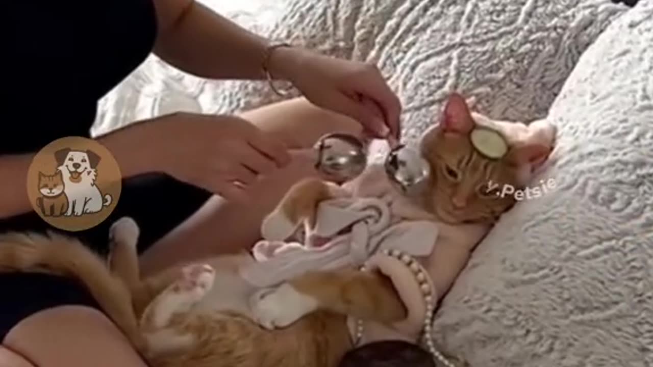 Funny cats