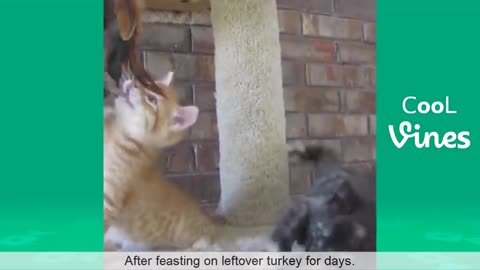 Try Not To Laugh Challenge - Funny Cat & Dog compilation