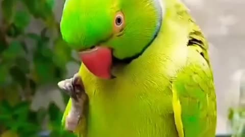 Parrot Masti Time