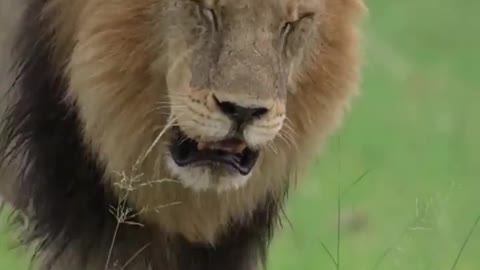 Animal of lion