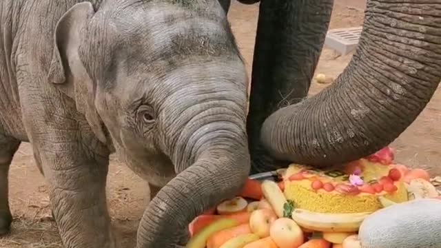 elephants