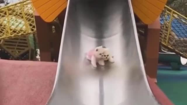 #Shorts Fun Dogs and Cats #2