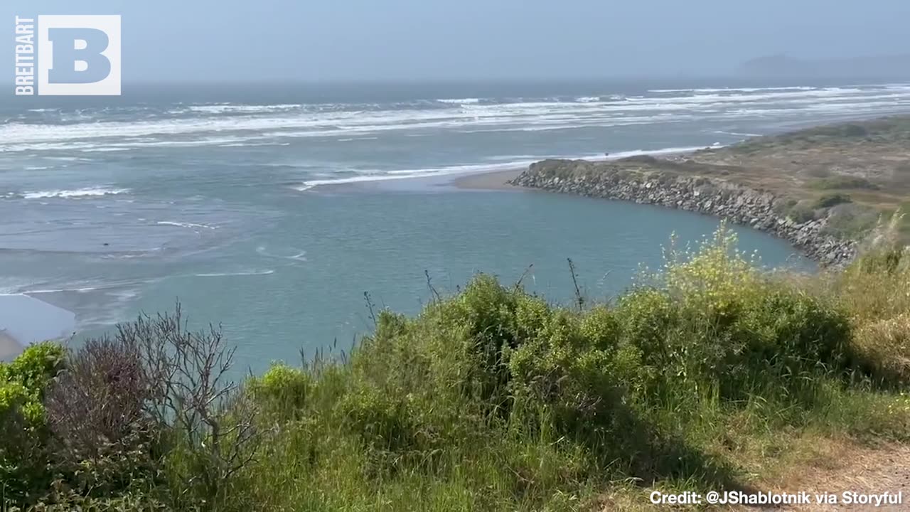 A SEAL-Y GOOD TIME! Large Herd of Seals Soak Up the Sun in Northern Cali