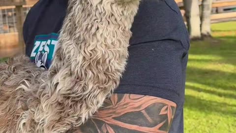 Animal is very nice looking for job
