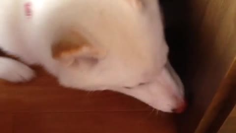 A white dog