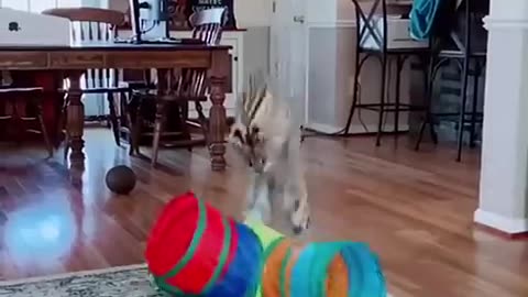 Funny animals 2023-- - Funniest Cats and Dogs Video----
