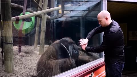 Monkeys react to magic Part 1
