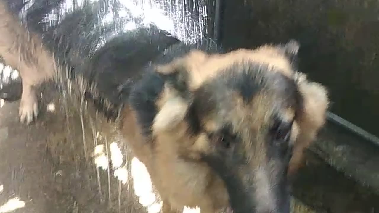 Animals loves better than others | Episode 01 | Self bathing dog friend |